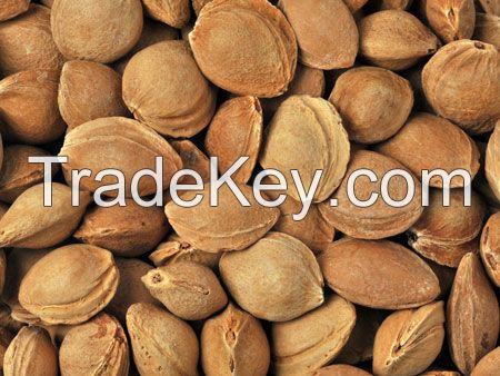 Apricot Kernels