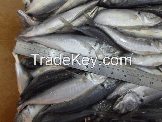 Frozen Horse Mackerel