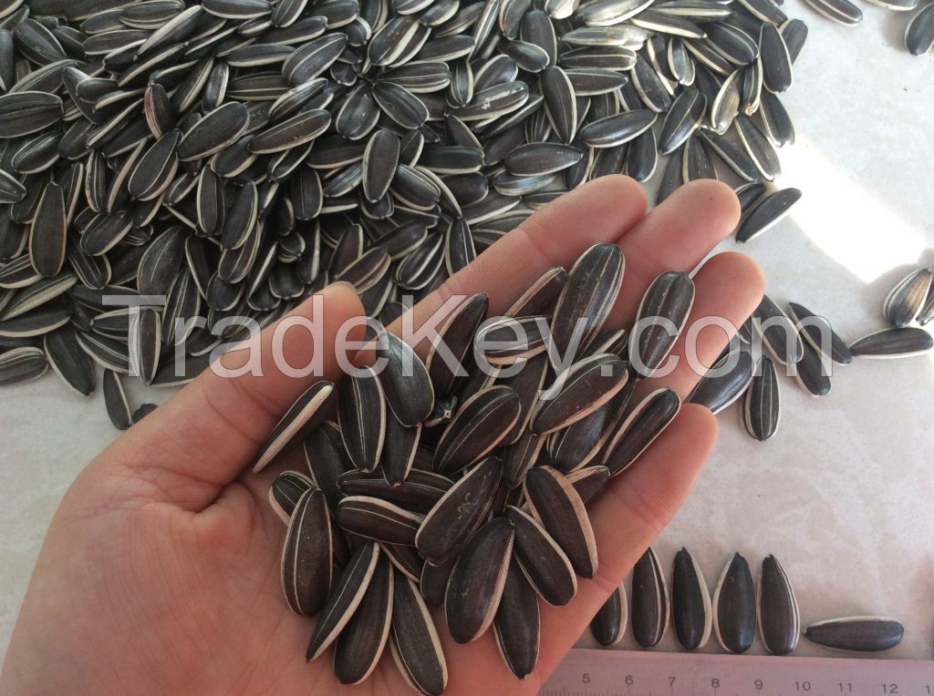 Best quality sunflower seeds 5009,3638