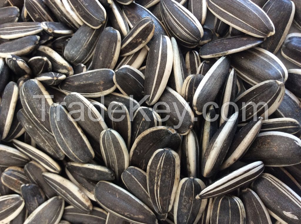 stripe sunflower seeds for exporting