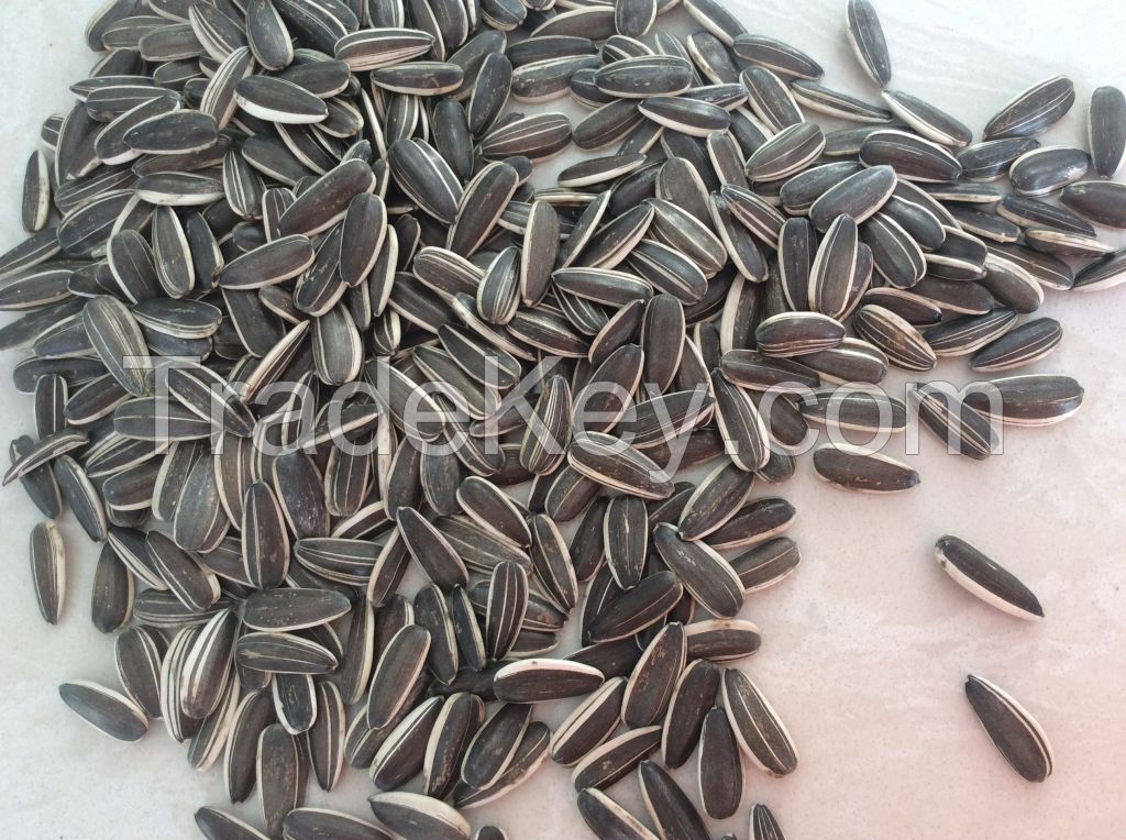 chinese sunflower seeds 5009  for human consumption