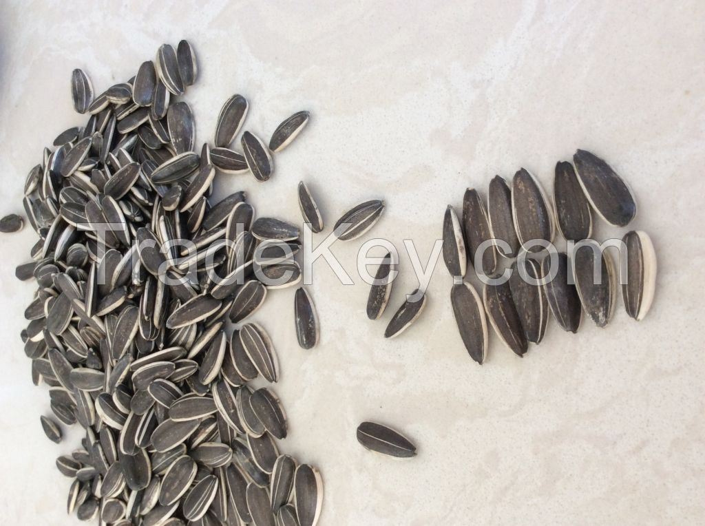 stripe sunflower seeds for exporting