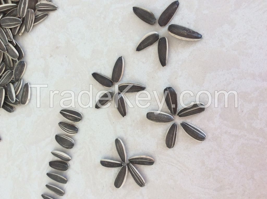 chinese sunflower seeds 5009  for human consumption