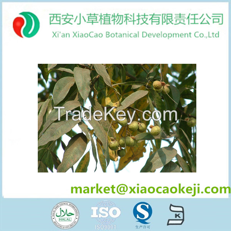 Tremella Fuciformis sporecarp extract10%- 50% polysaccharides