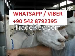live boer goats and saanen goats for sale