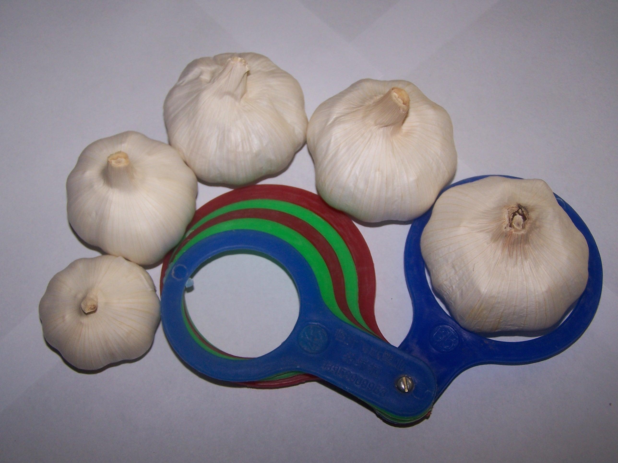 Fresh and Stored Garlic
