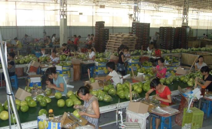 pomelo and chestnut from China