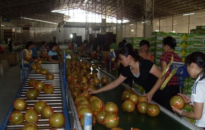 pomelo and chestnut from China