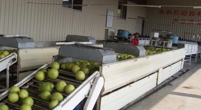 pomelo and chestnut from China