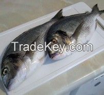 sea bream fish