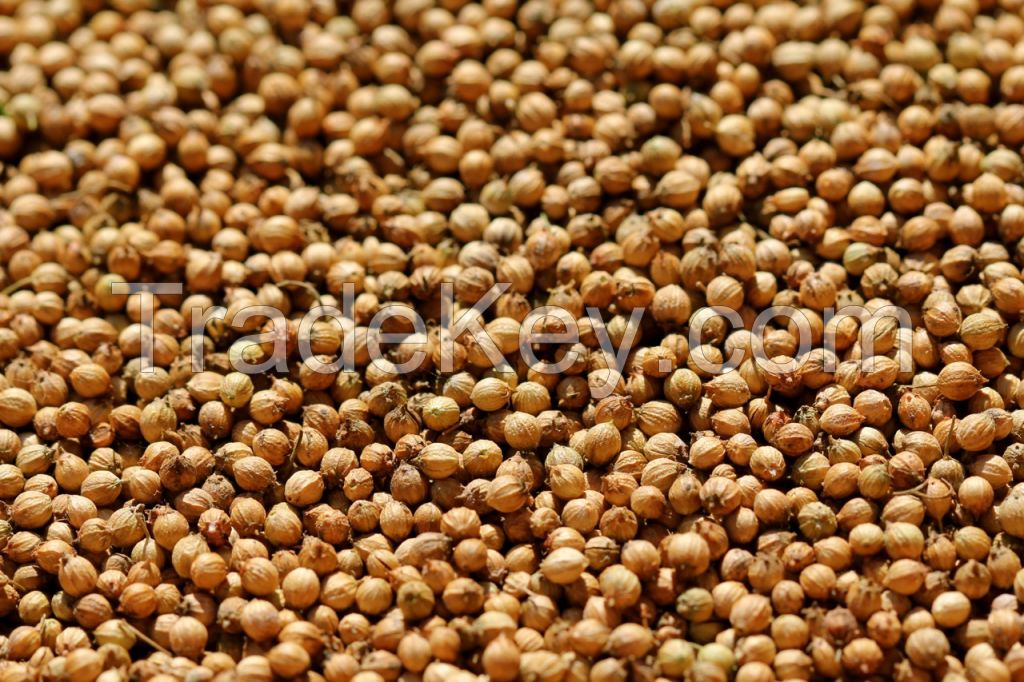 Coriander seeds