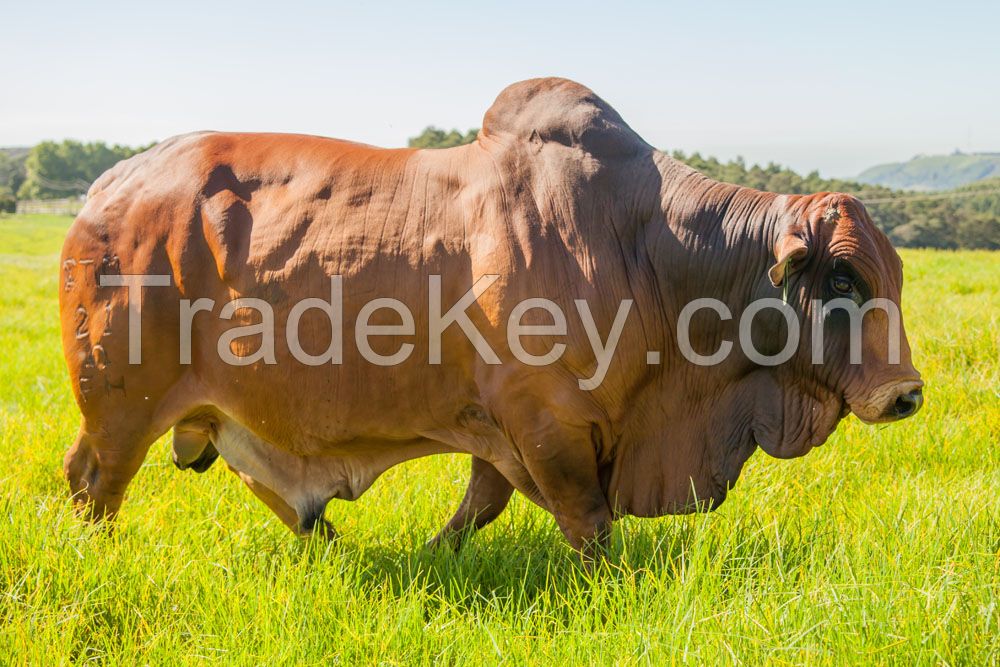 Frozen Brazilian Beef Cuts with Global Accepted SIF (including China) and Halal