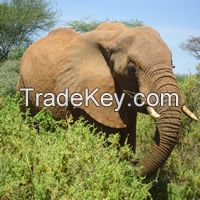 Kenya Tanzania Wildlife Safari Tours & Trips
