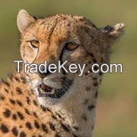Kenya Wildlife Safari Tours