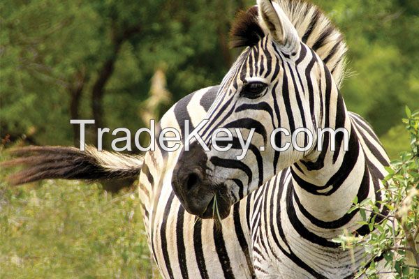 Serengeti Safaris, Tours & Trips Tanzania