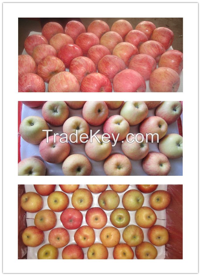 New Crop Non-Bagged Fresh FUJI Apple