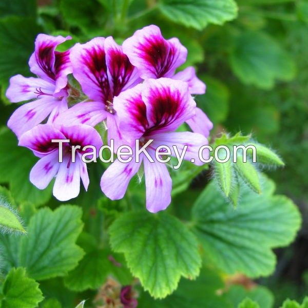 Geranium Extract (dmaa) Oil Natural Herbal Oil