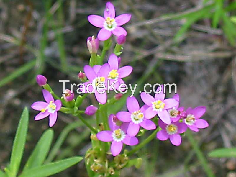 Centaury Oil Natural Herbal Oil