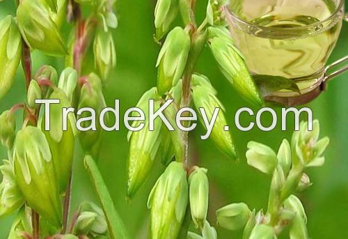 Buckwheat Oil Natural Herbal Oils