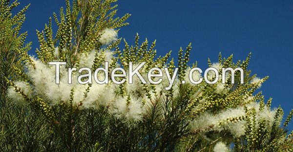 Tea Tree Oil Bulk Sales Australian Tea Oil