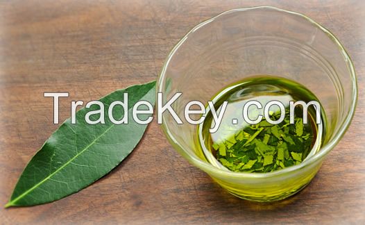 Natural Laurel Leaf Oil (Daphne Oil) Bulk Wholesale GMP Certified