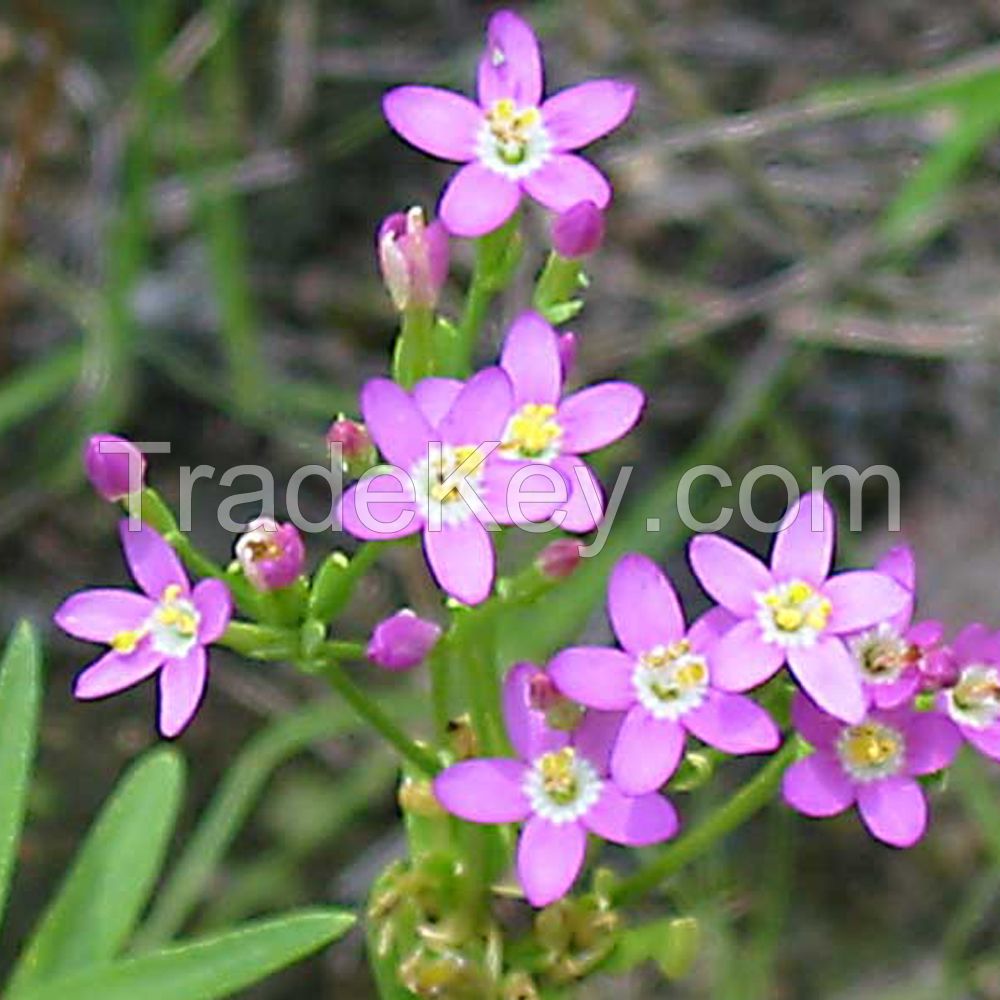 Centaury Oil Natural Herbal Oil