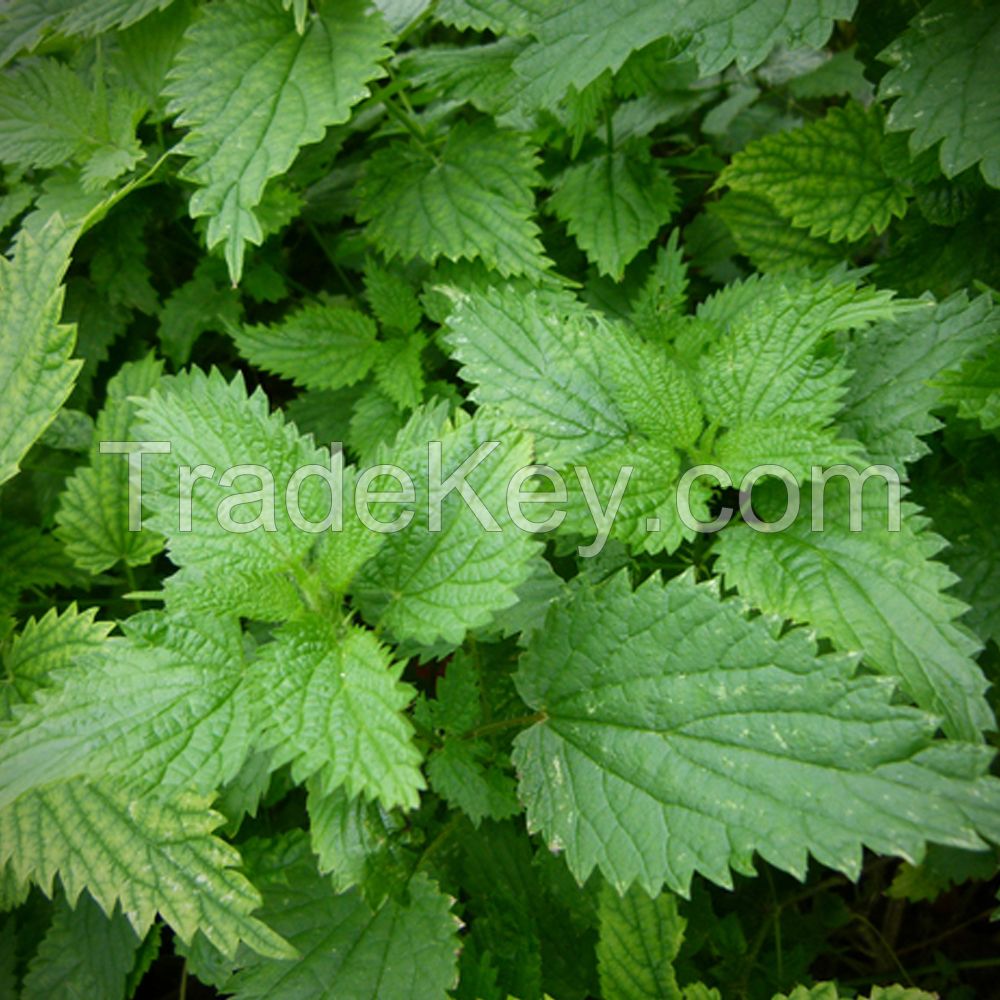 Natural Nettle Seed Essential Oil / Nettle Extract