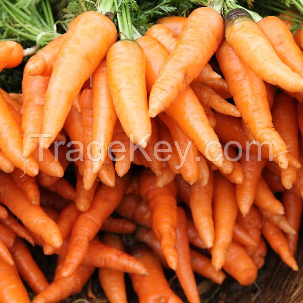 Carrot Seed Oil