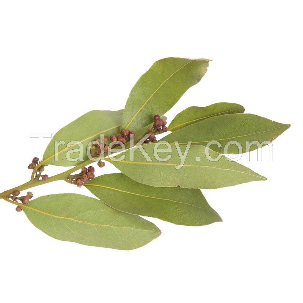 Premium Quality Natural Herbal Daphne Oil / Laurel Leaf Essential Oil / Laurel Oil
