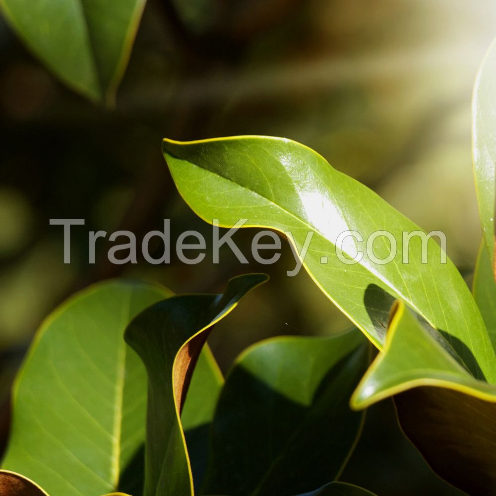 Natural Laurel Leaf Oil (Daphne Oil) Bulk Wholesale GMP Certified