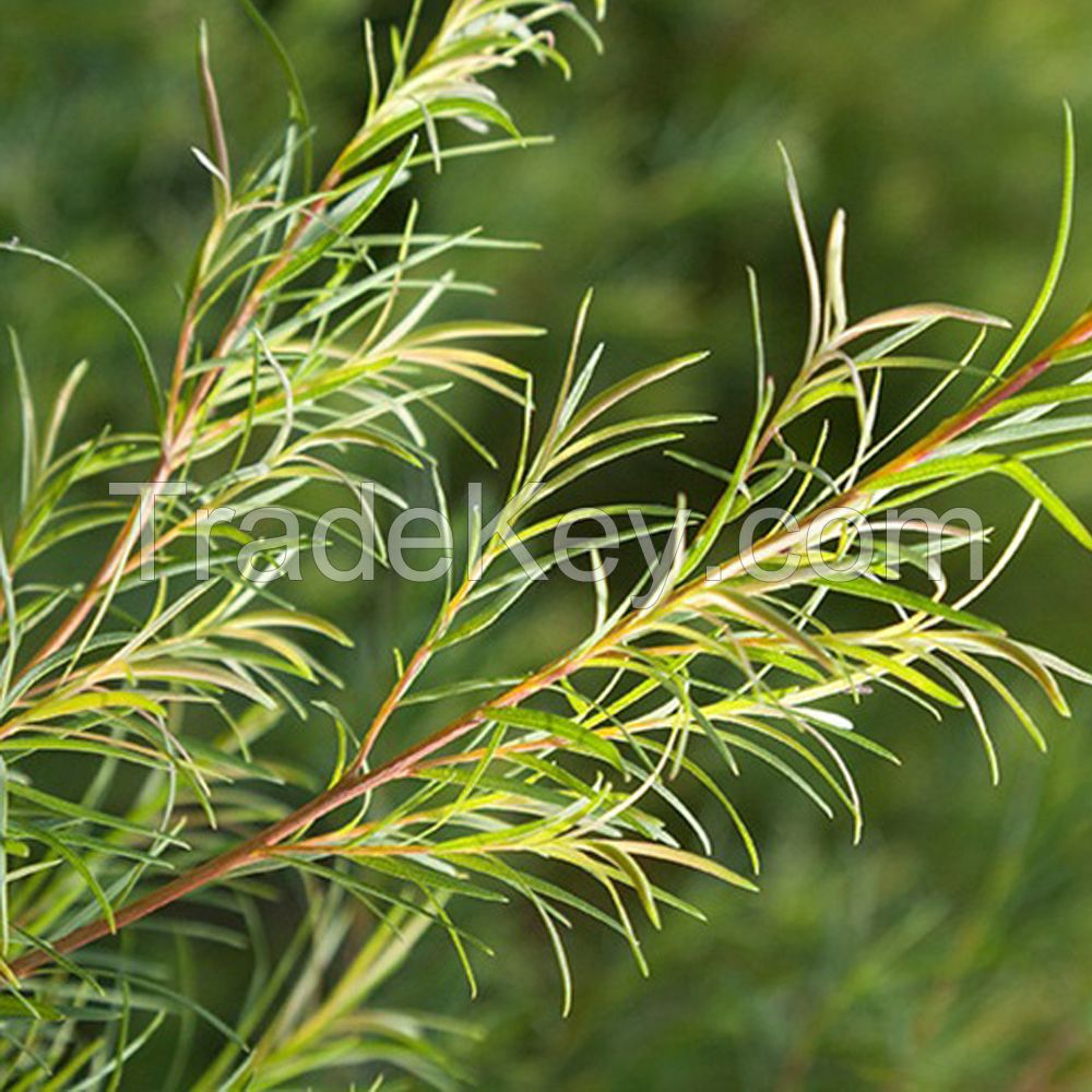 Tea Tree Oil Bulk Sales Australian Tea Oil