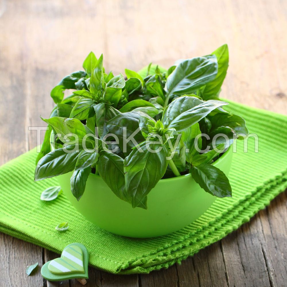 Basil Oil