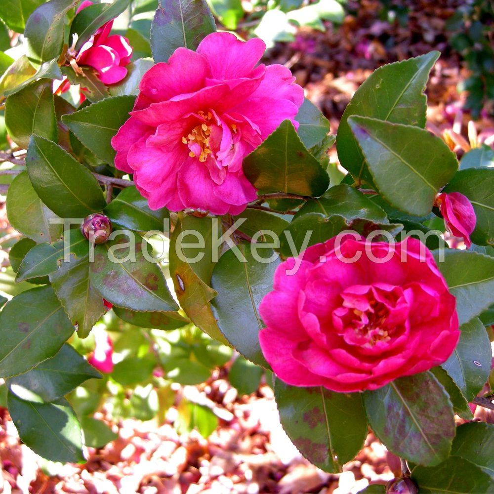 Camellia Oil Tea Seed Oil