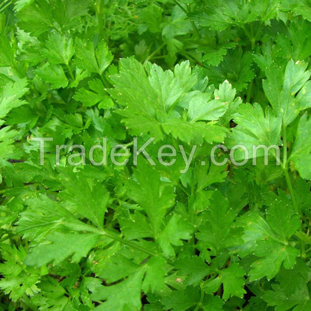 Parsley Seed Oil