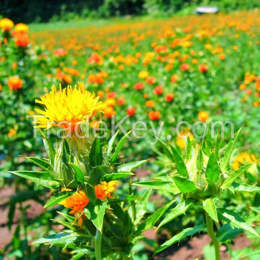 Safflower Oil