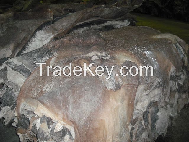 Raw Wet Salted Cattle Hides | Donkey hides | Cow Skins /Buffalo horns for sale