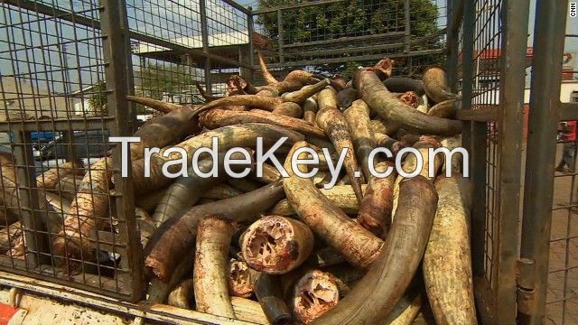 Raw Wet Salted Cattle Hides | Cow Skins /Buffalo Horns for Sale