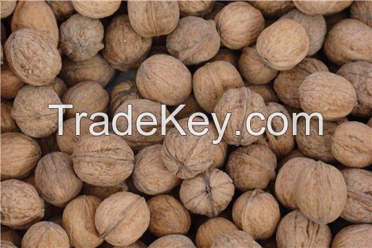 Walnut in shell