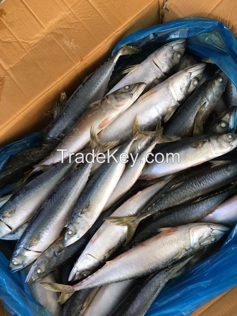 2016 fresh frozen mackerel 200-300