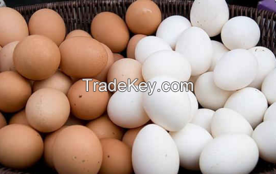 Chicken Eggs White and Brown
