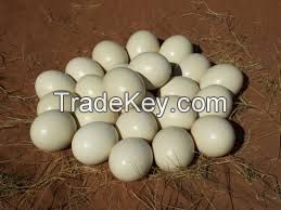 Fresh And Fertile Ostrich Eggs for sale