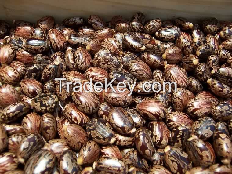 100% Natural Castor seeds  for sale