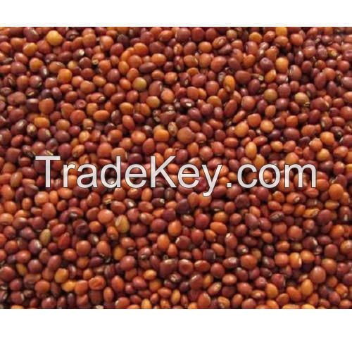 Arhar Seeds