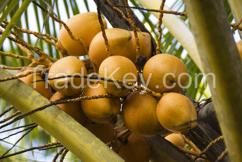 King Coconut