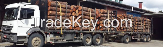 Cheap price of rotary cut Pine veneer for plywood / 1270x2540mm natural wood veneer