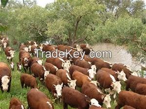 Cattle - Longhorn &amp;amp; Longhorn Cross Bulls Western Iowa