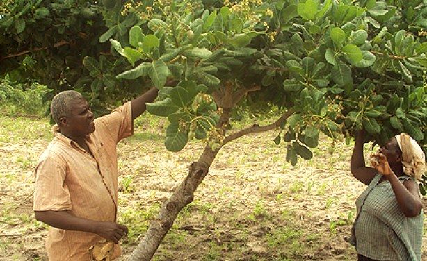 Cashew Nut with Shell - Raw Cashew Nut from Cote D Ivoire - $700-$800 LC