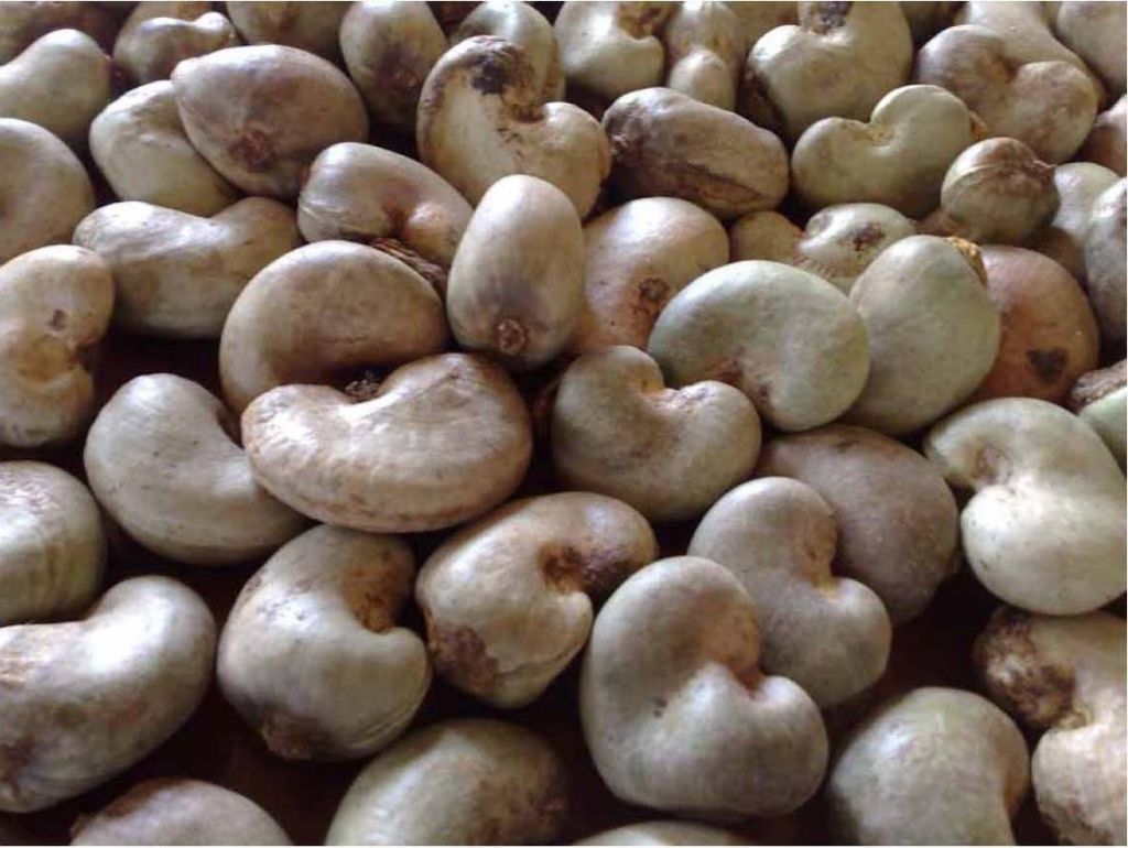 Cashew Nut with Shell - Raw Cashew Nut from Cote D Ivoire - $700-$800 LC