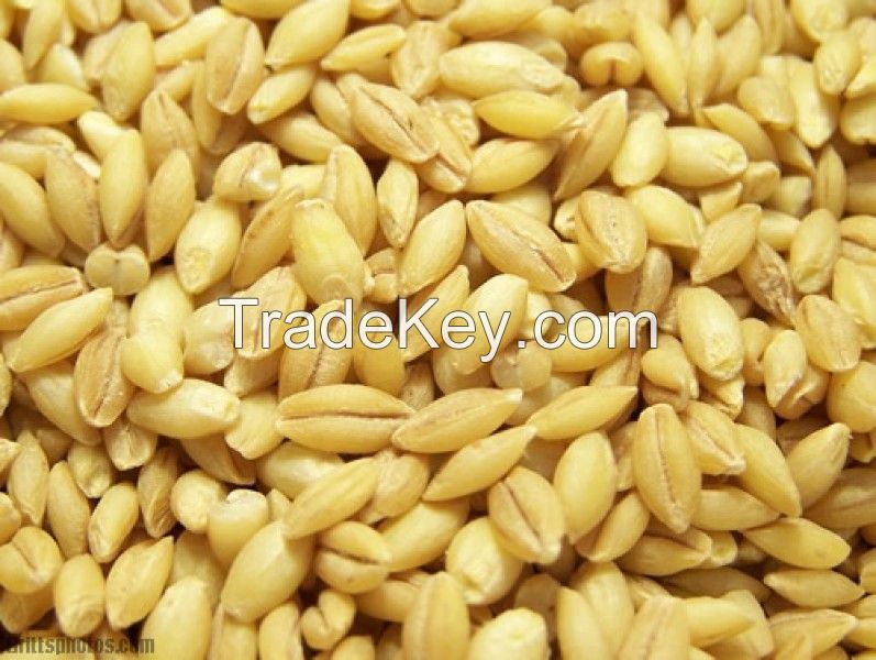 Barley from Russia