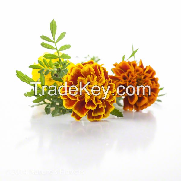 Helichrysum Essential Oil